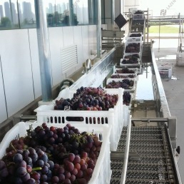 Grape processing line