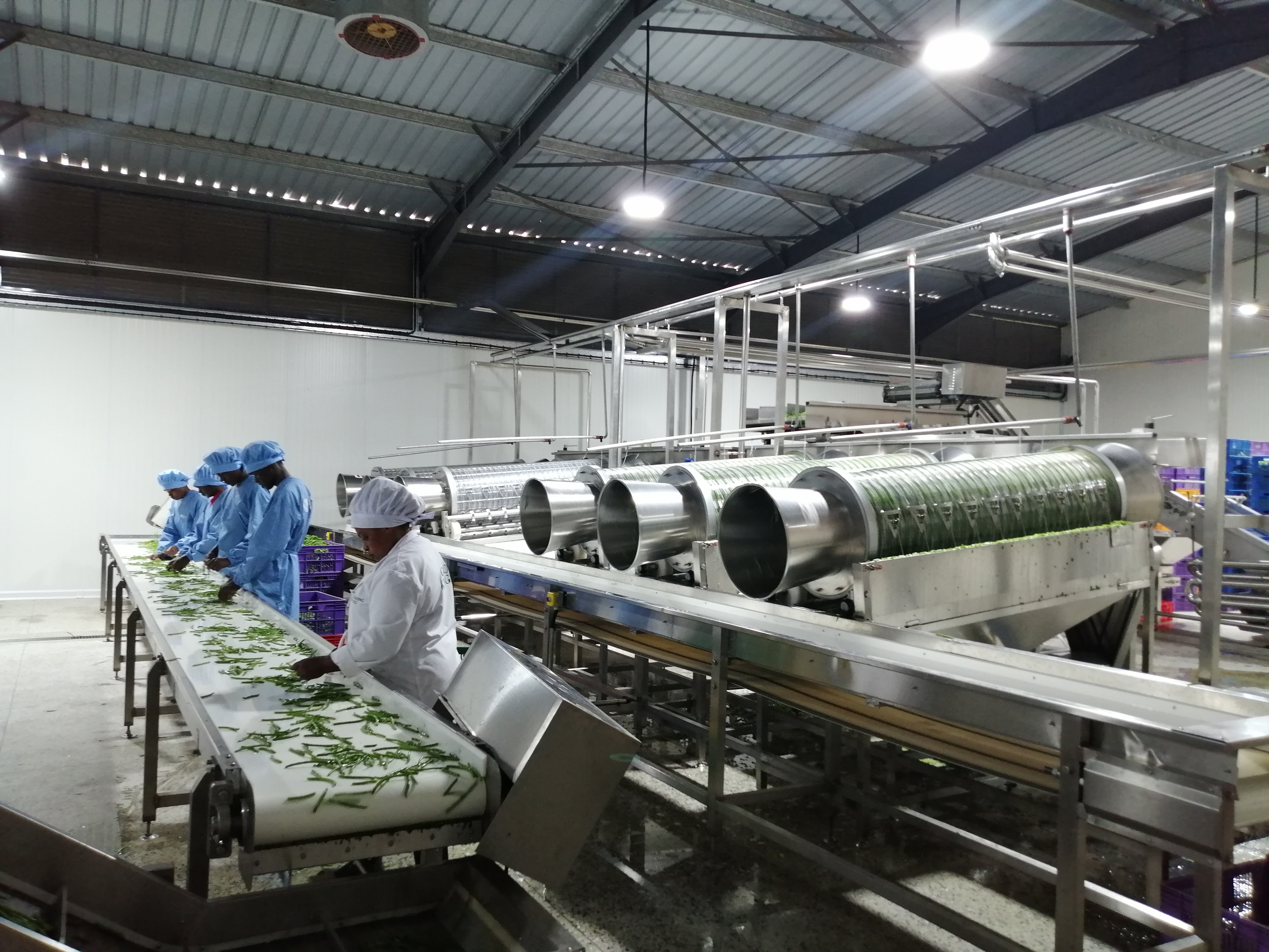 LAZEN MACHINERY Launches Advanced Green Bean Canning Production Line