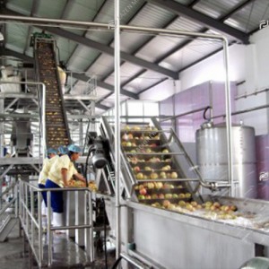 Guava processing line