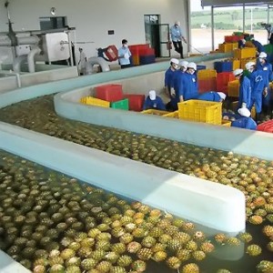 Pineapple processing line