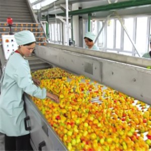 Peach apricot plum processing line