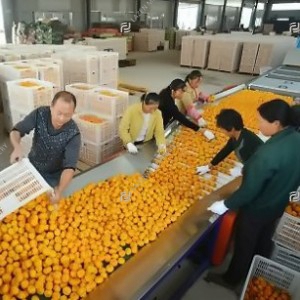 柑橘加工生产线