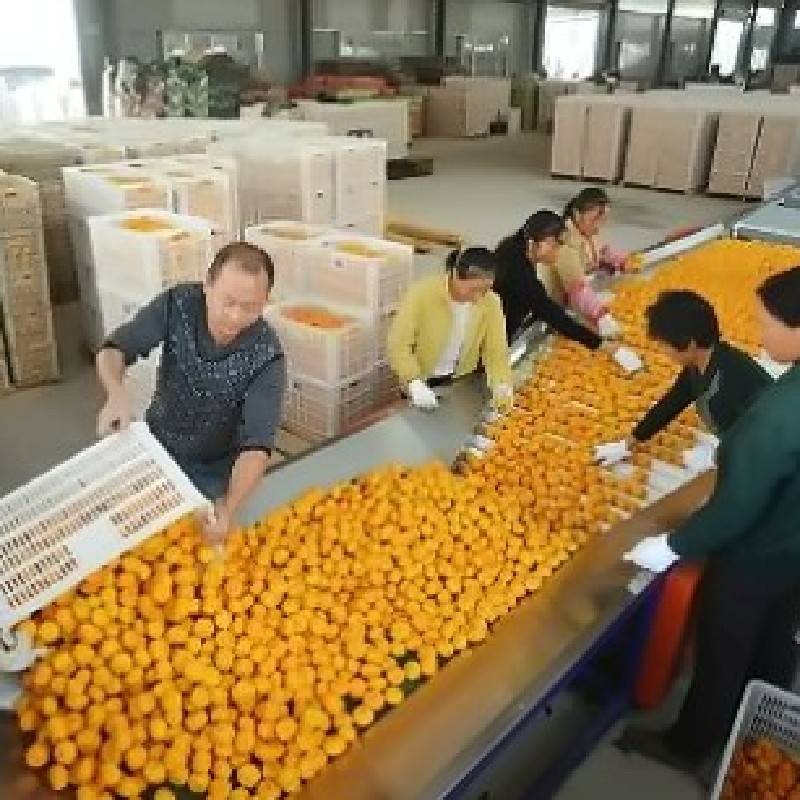 From Fresh Citrus to Aseptic Bag in Drum Juice – A Complete Processing Line by LAZEN MACHINERY