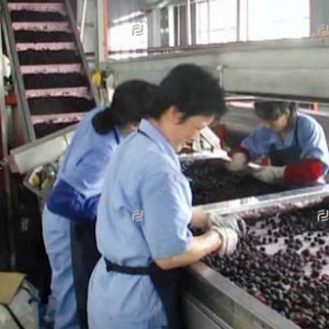 Berry fruit processing line
