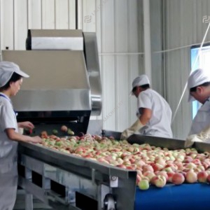 Peach apricot plum processing line
