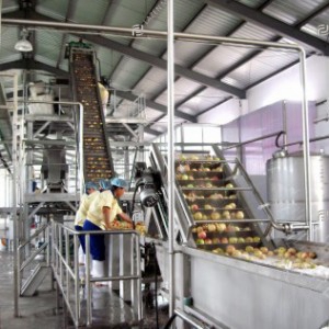 Peach apricot plum processing line
